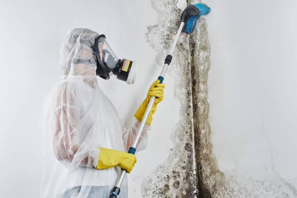 Best Bathroom Mold Remediation in St Charles, MO