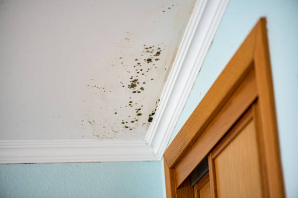 Reliable St Charles, MO Mold Remediation Solutions