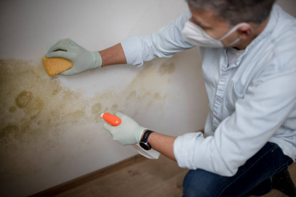Best Attic Mold Remediation in St Charles, MO