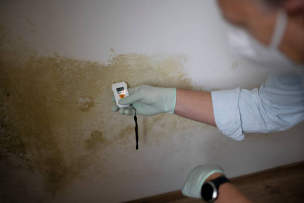 Best Insurance-Related Mold Remediation in St Charles, MO