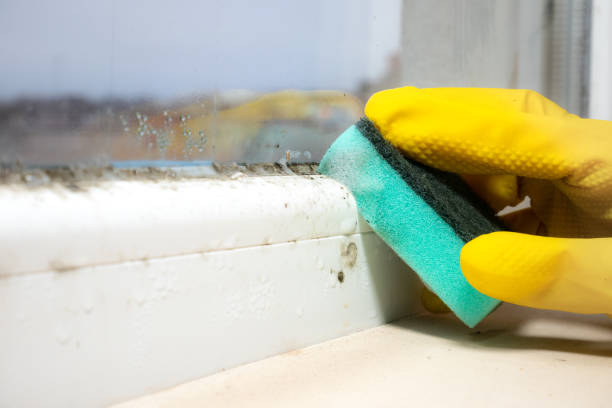 Best Localized Mold Remediation (e.g., coastal areas, humid climates) in St Charles, MO