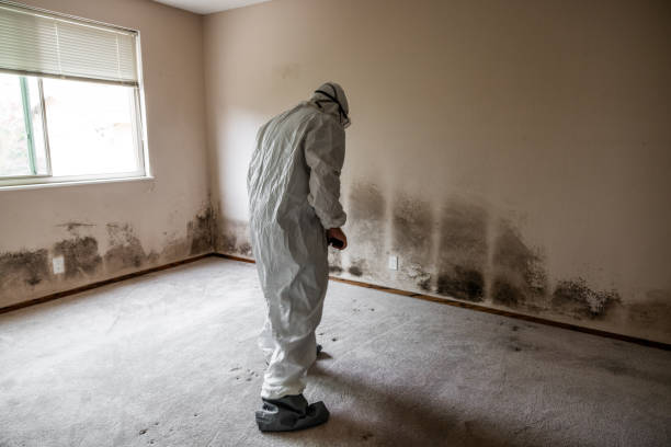 Best Basement Mold Remediation in St Charles, MO