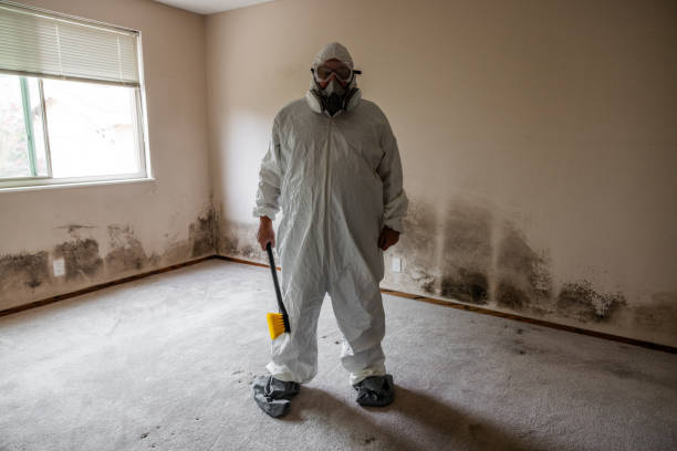 Best DIY Mold Remediation Support Services in St Charles, MO