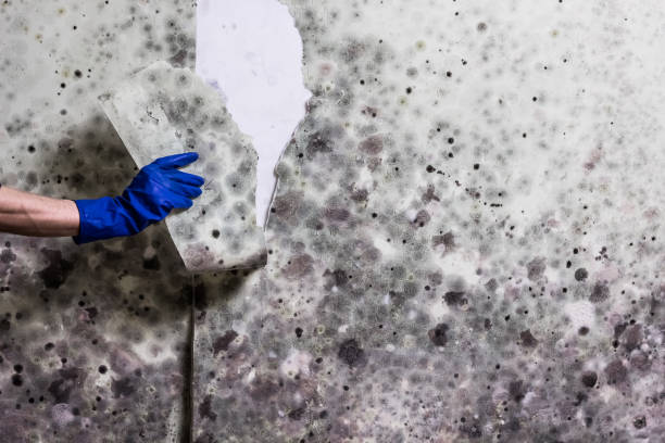 Best Bathroom Mold Remediation in St Charles, MO