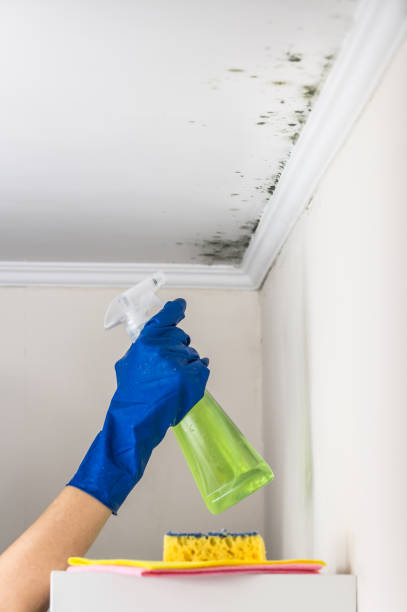  St Charles, MO Mold Removal Pros